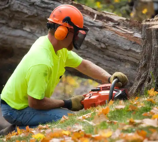 tree services Frewsburg